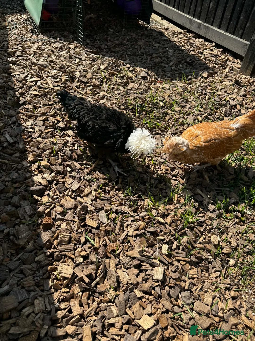 Chickens poultry for sale: 2 x polish hens in Lydney - Advert 4
