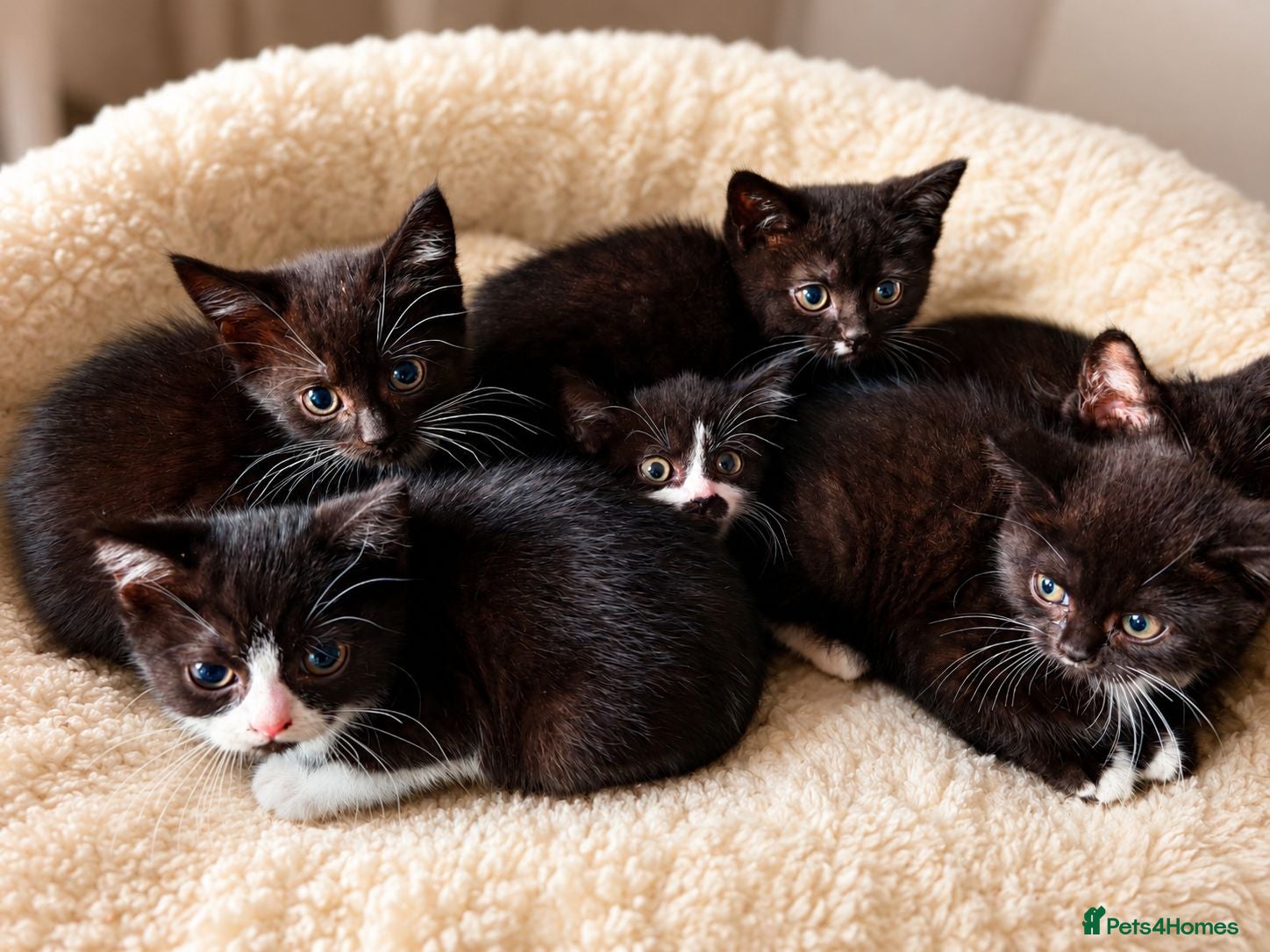 Mixed Breed cats BRITISH SHORTHAIR CROSS KITTENS *READY NOW* - Advert 1