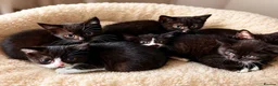 Mixed Breed cats for sale: BRITISH SHORTHAIR CROSS KITTENS *READY NOW* - Advert 1