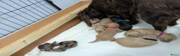 Cockapoo dogs for sale: GORGEOUS F1 COCKAPOOS  - Advert 13