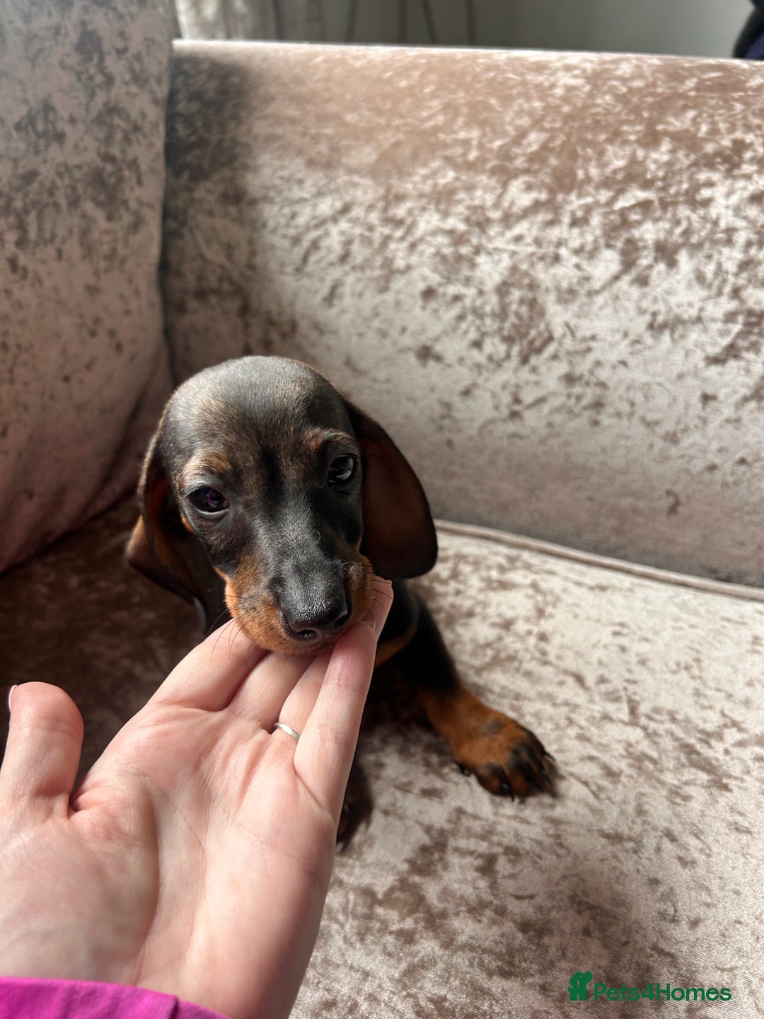 Miniature Dachshund dogs for sale: Wired hair miniature Dachshunds  - Image 3