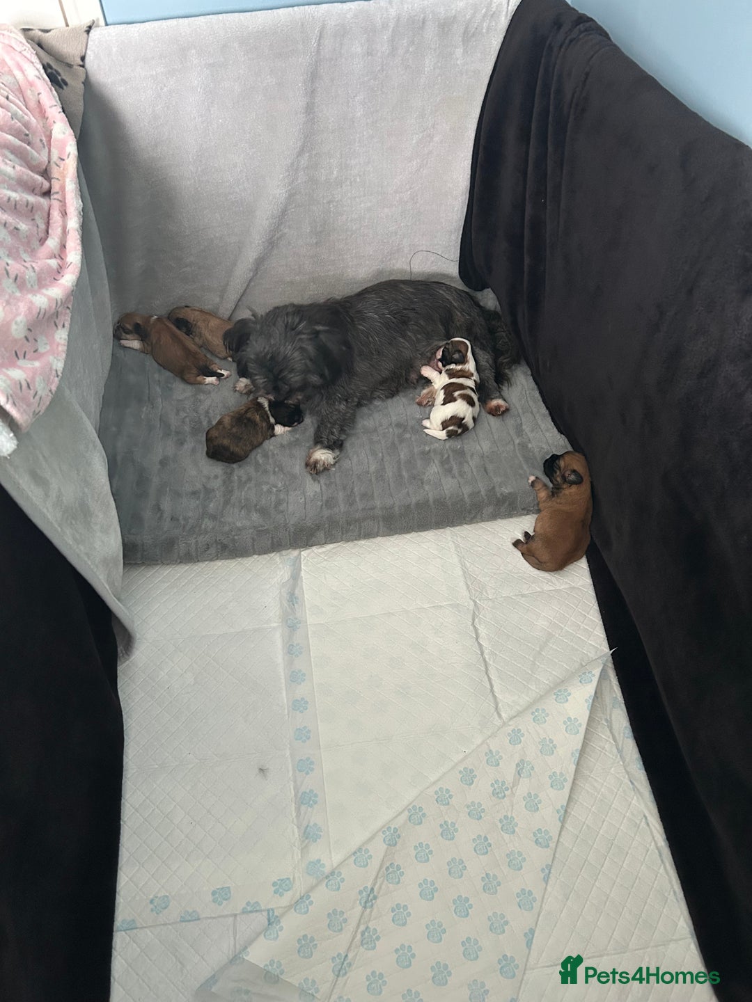 Lhasa Apso dogs for sale: Lhasa Apso Puppie’s ready 2-08-25 - Image 3