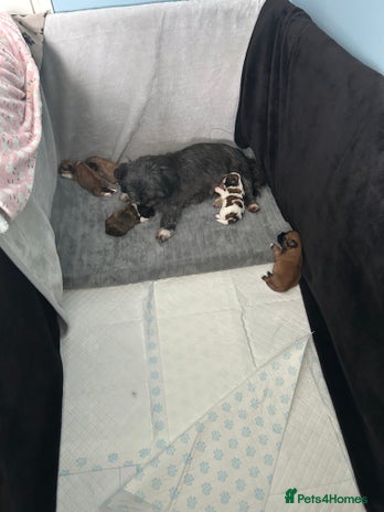 Lhasa Apso dogs - Advert 8