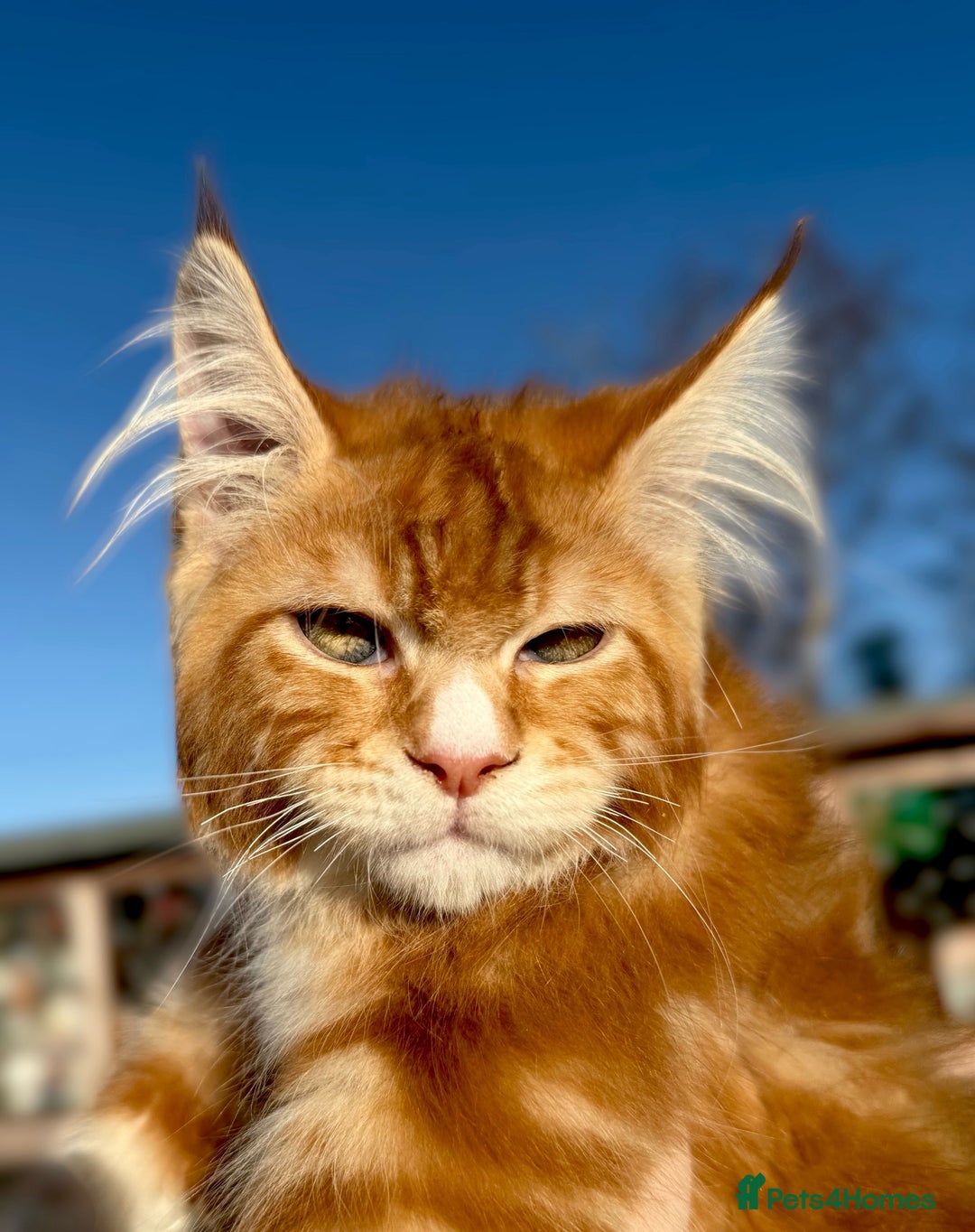 Maine Coon cats for sale: ANDERPRIDE KITTENS READY TO LEAVE NOW TICA !  - Advert 8