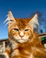 Maine Coon cats STUNNING LITTER OF ANDERPRIDE MAINE COONS - Advert 6