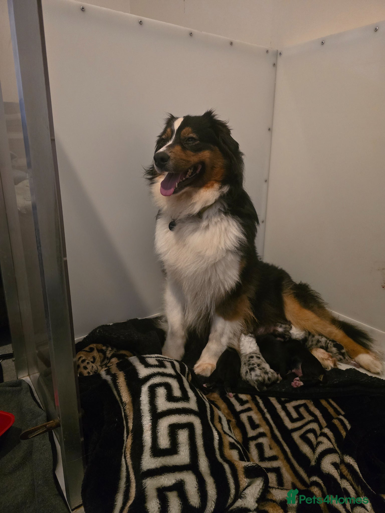 Australian Shepherd dogs Willow and bears baby's was born today  - Advert 4