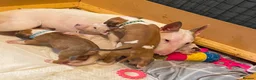 English Bull Terrier dogs for sale: 🐾✨ STUNNING ENGLISH BULL TERRIER PUPPIES ✨🐾 - Advert 2