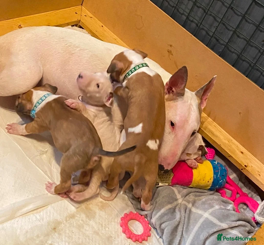 English Bull Terrier dogs for sale: 🐾✨ STUNNING ENGLISH BULL TERRIER PUPPIES ✨🐾 - Advert 2