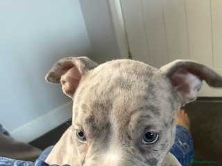 American Bully dogs ABKC registered Pocket bully/American bully - Advert 2