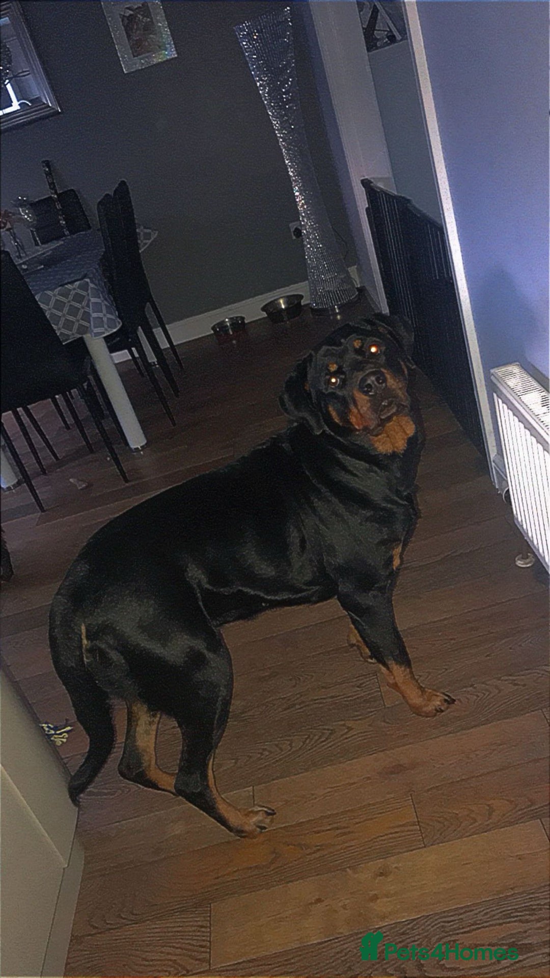 Rottweiler dogs for sale: Beautiful 4 year old Rottweiler  - Advert 12