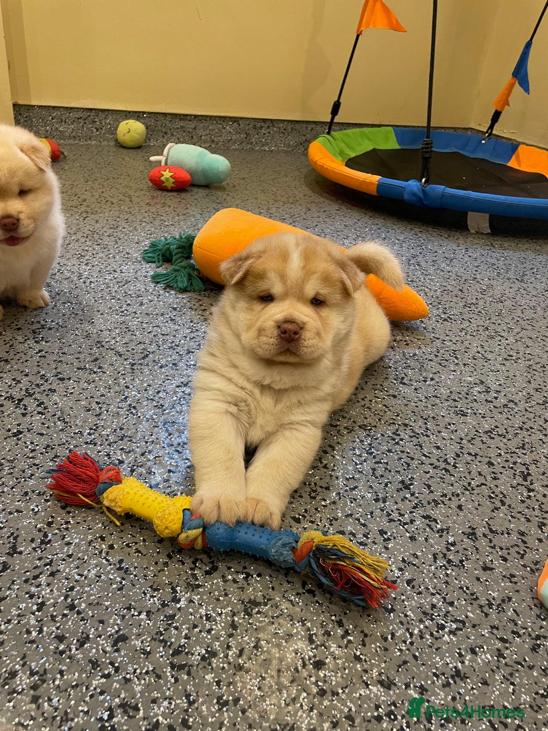 Mixed Breed dogs for sale: Genuine Chowski puppies  - Image 22