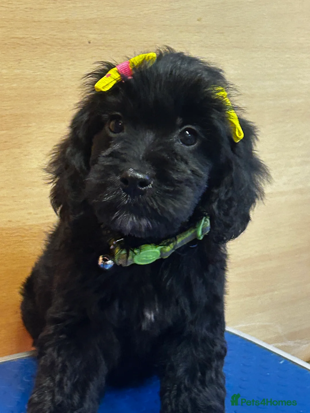 Cockapoo dogs for sale:  Northampton Cockapoos. Adorable F1 puppies - Advert 31