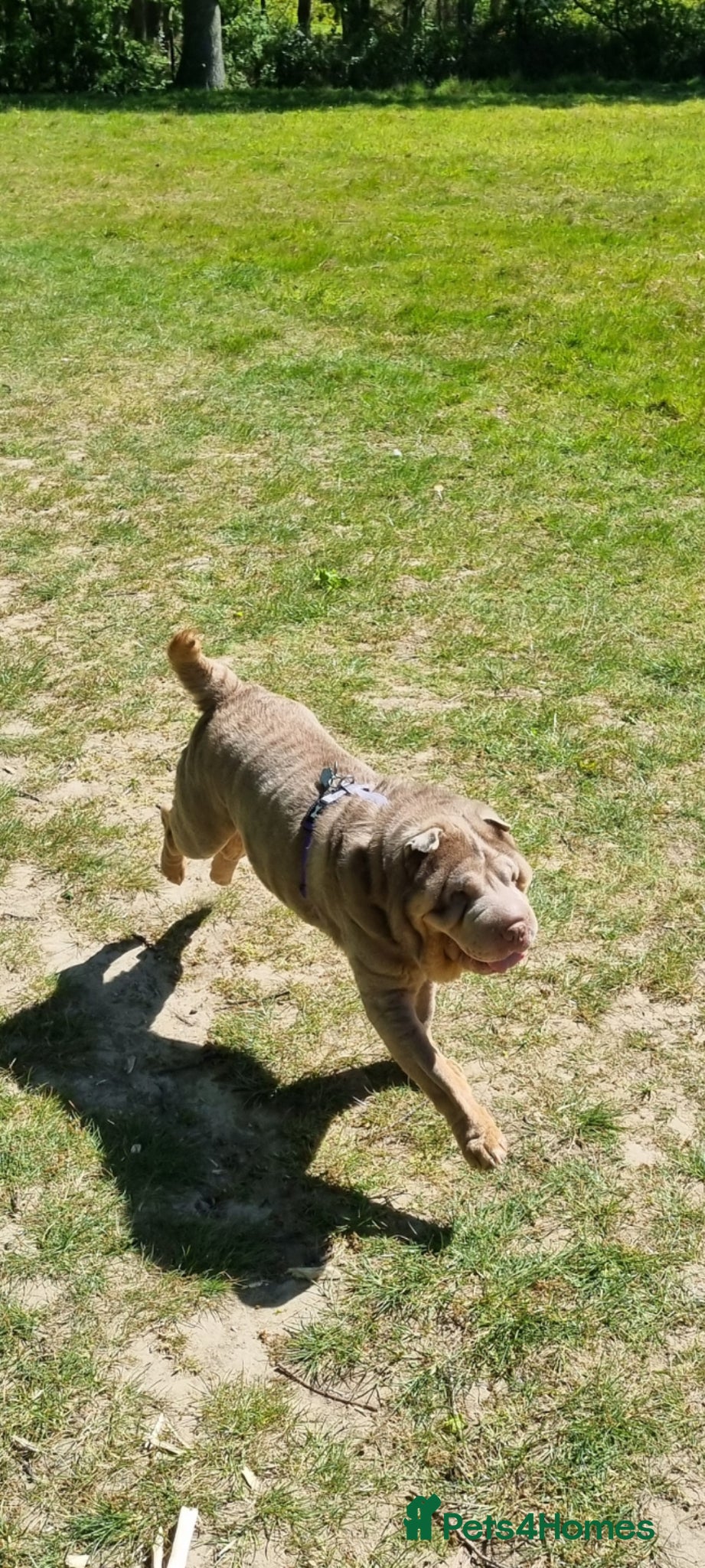Shar Pei dogs 4yr old KC registered Shar Pei - Advert 1