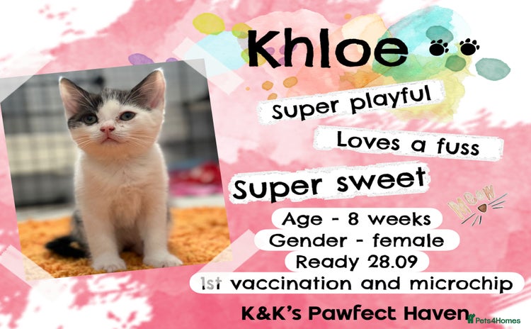 Domestic Shorthair cats - Advert 1