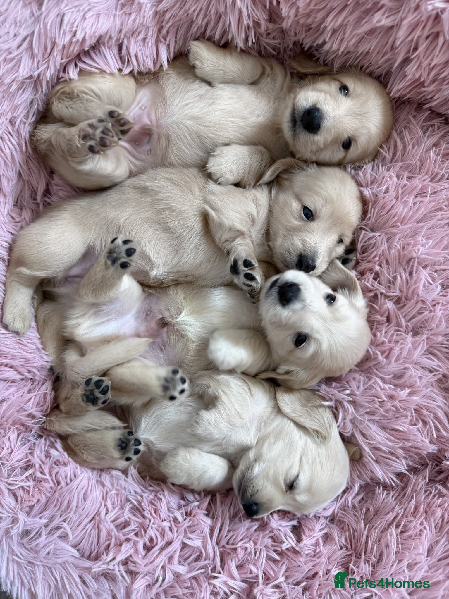 Miniature Dachshund dogs Longhaired KC reg pure English cream puppies - Advert 16