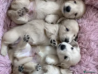 Miniature Dachshund dogs Longhaired KC reg pure English cream puppies - Advert 16