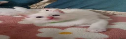 Ragdoll cats for sale: GCCF registered Ragdoll kittens  - Advert 14