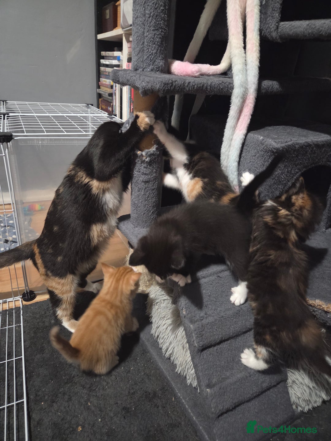 Mixed Breed cats for sale: 3 Gorgeous Male Kittens Looking for Forever Homes - Advert 7