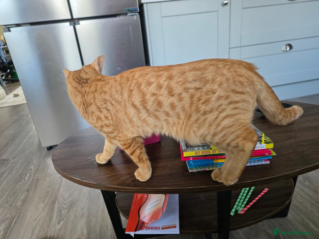 Mixed Breed cats for sale: Female ginger x bengal  - Advert 3