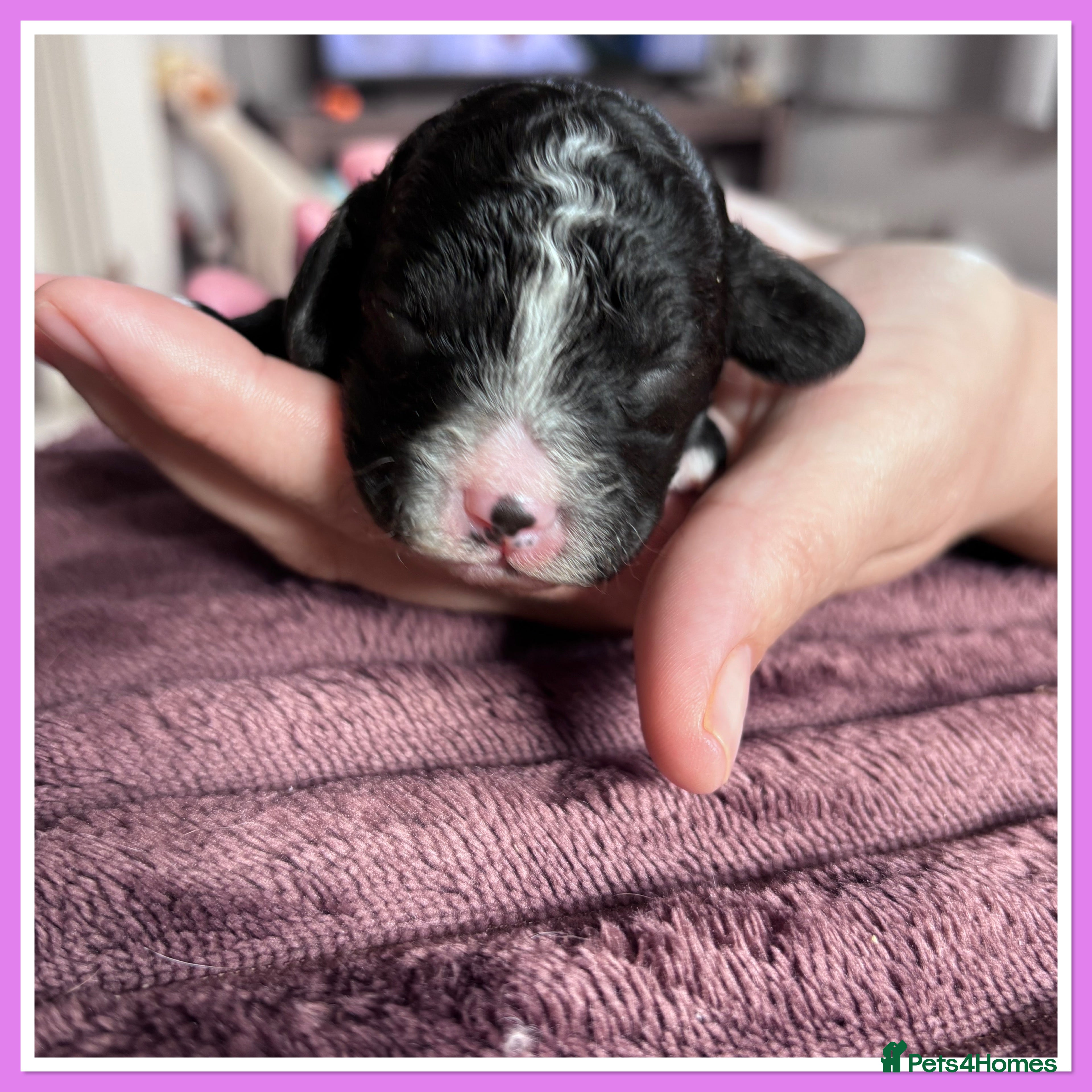 Cavapoo Puppy 5