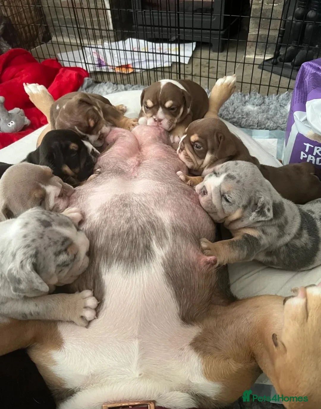 English Bulldog dogs for sale: stunning Bulldog puppies in Weymouth - Advert 2