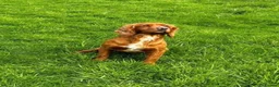 Cocker Spaniel dogs for sale: KC Registered Cocker Spaniels - Advert 15