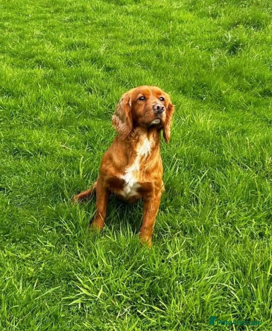 Cocker Spaniel dogs for sale: KC Registered Cocker Spaniels - Advert 15