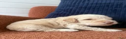 Cockapoo dogs for sale: Stunning F1B Cockapoos - Advert 24