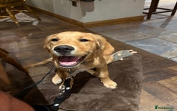 Golden Retriever dogs for sale: Beautiful 6-Month-Old Golden Retriever – “Waffle” - Image 2