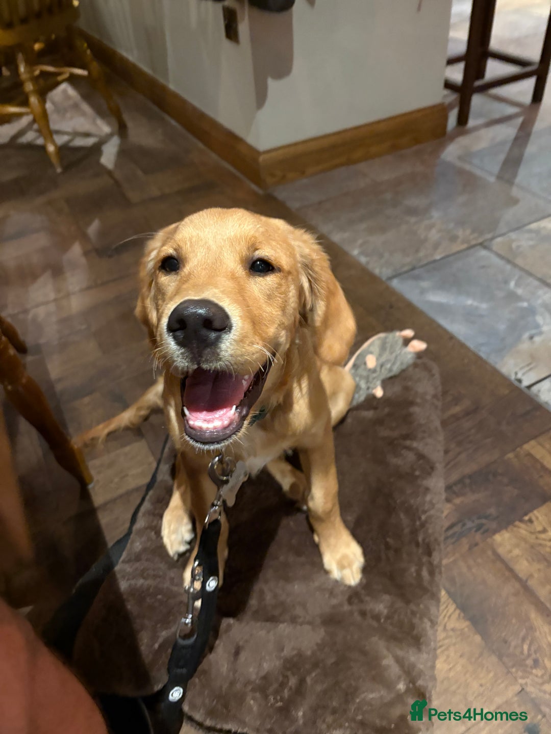 Golden Retriever dogs for sale: Beautiful 6-Month-Old Golden Retriever – “Waffle” - Image 2