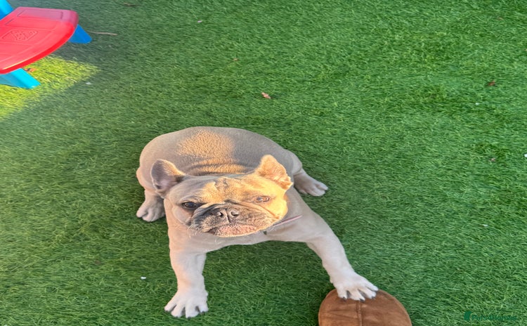 French Bulldog dogs - Advert 4