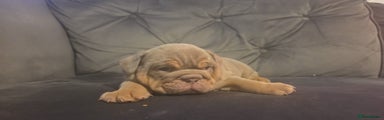 English Bulldog Puppy 2