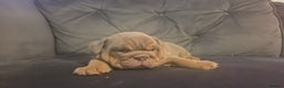 English Bulldog dogs for sale: 4 KC registered English bulldogs  - Advert 3