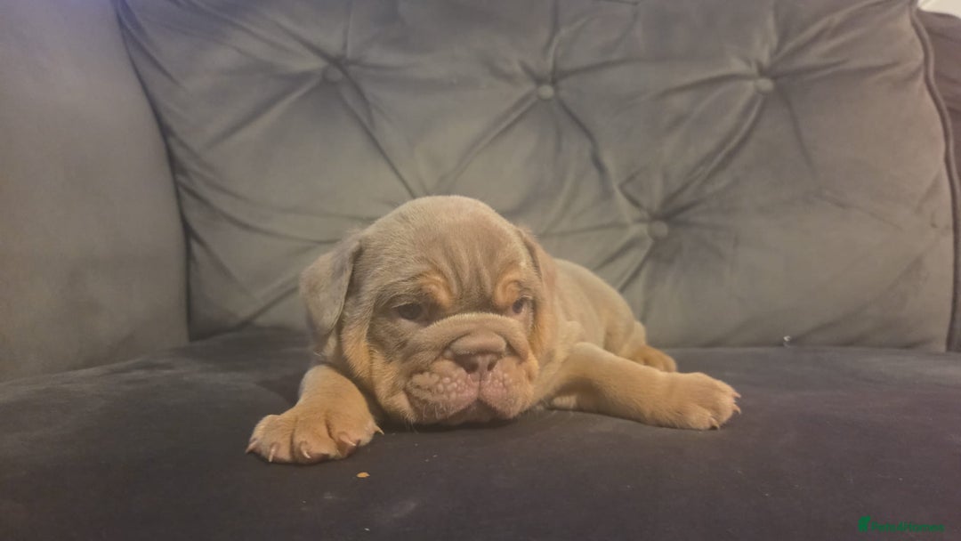 English Bulldog dogs for sale: 4 KC registered English bulldogs  - Advert 3