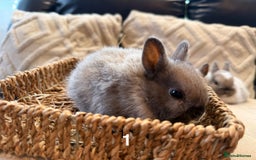 Netherland Dwarf rabbits for sale: 5 Adorable Netherland Dwarf Bunnies - Image 4