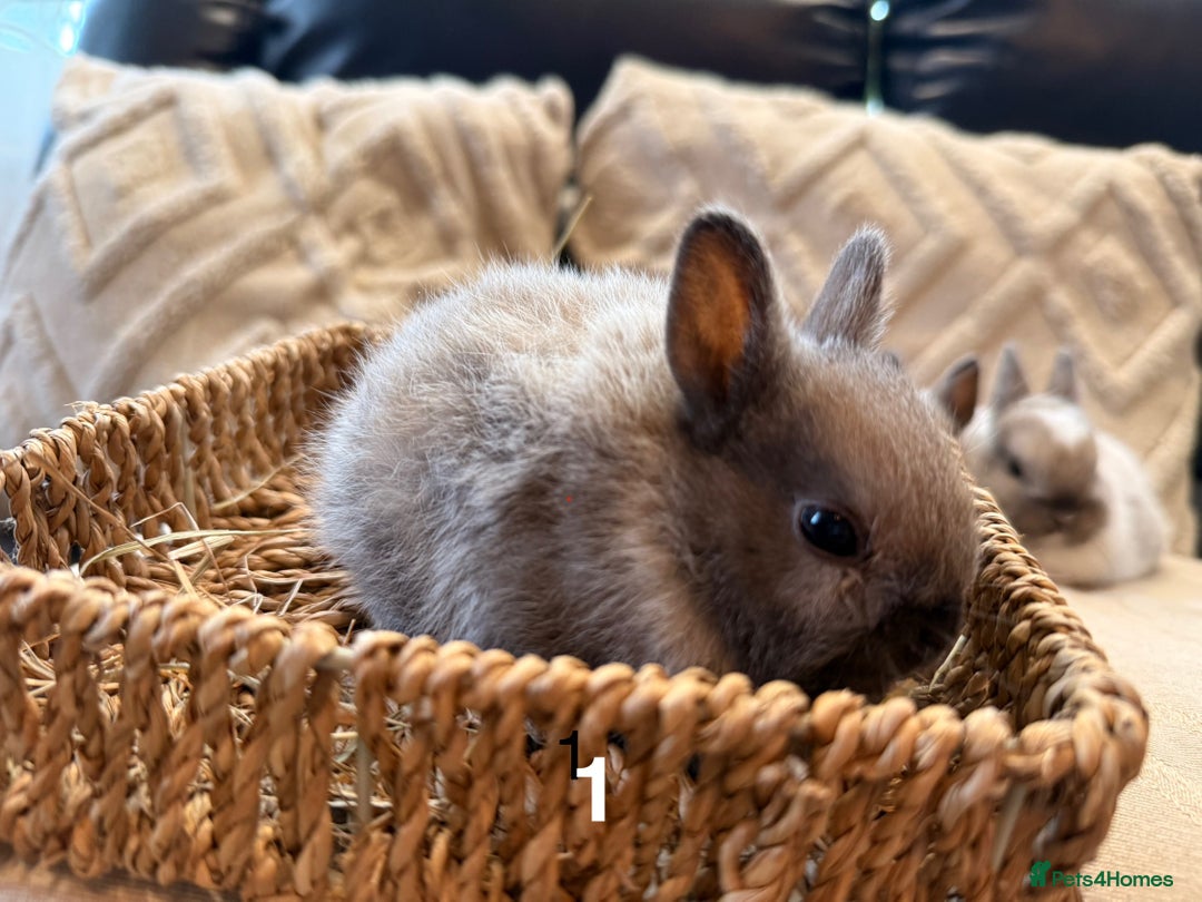 Netherland Dwarf rabbits for sale: 5 Adorable Netherland Dwarf Bunnies - Image 4