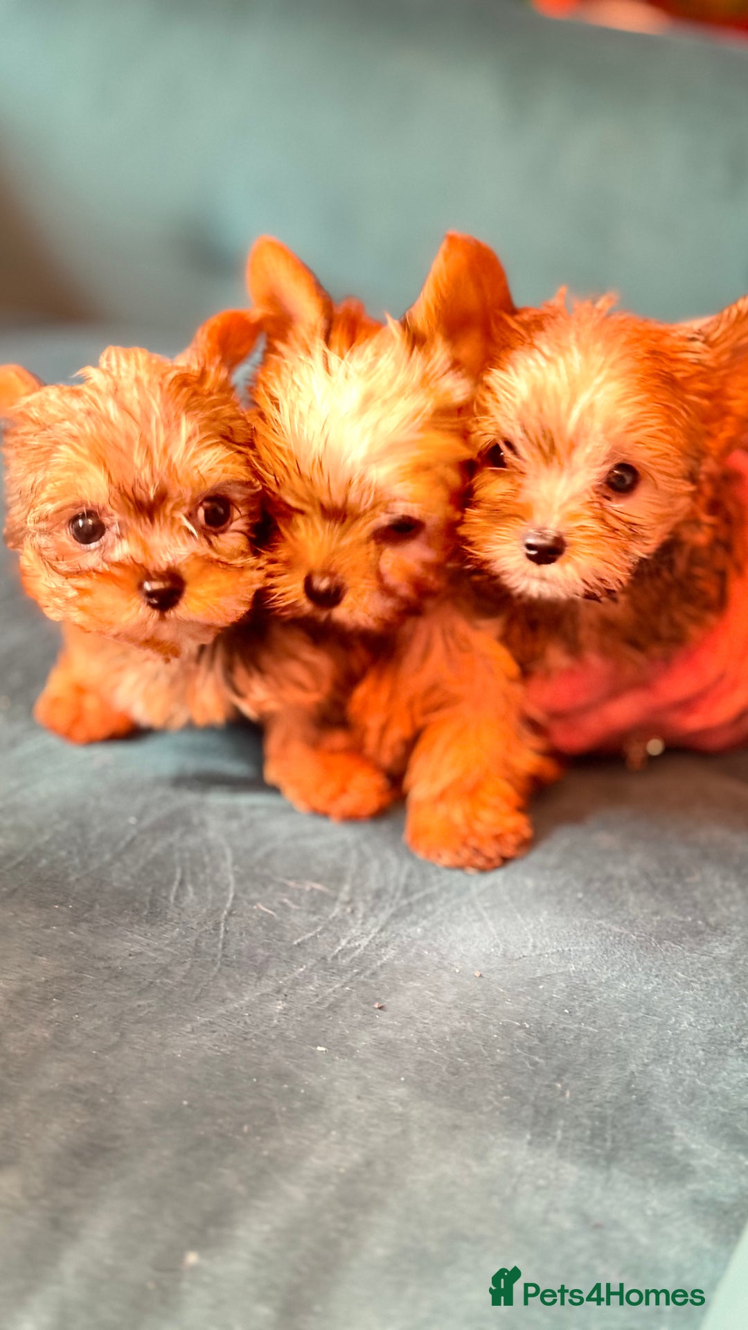 Yorkshire Terrier dogs for stud: Mini Gold dust Yorkshire terrier for stud in Dagenham - Image 8