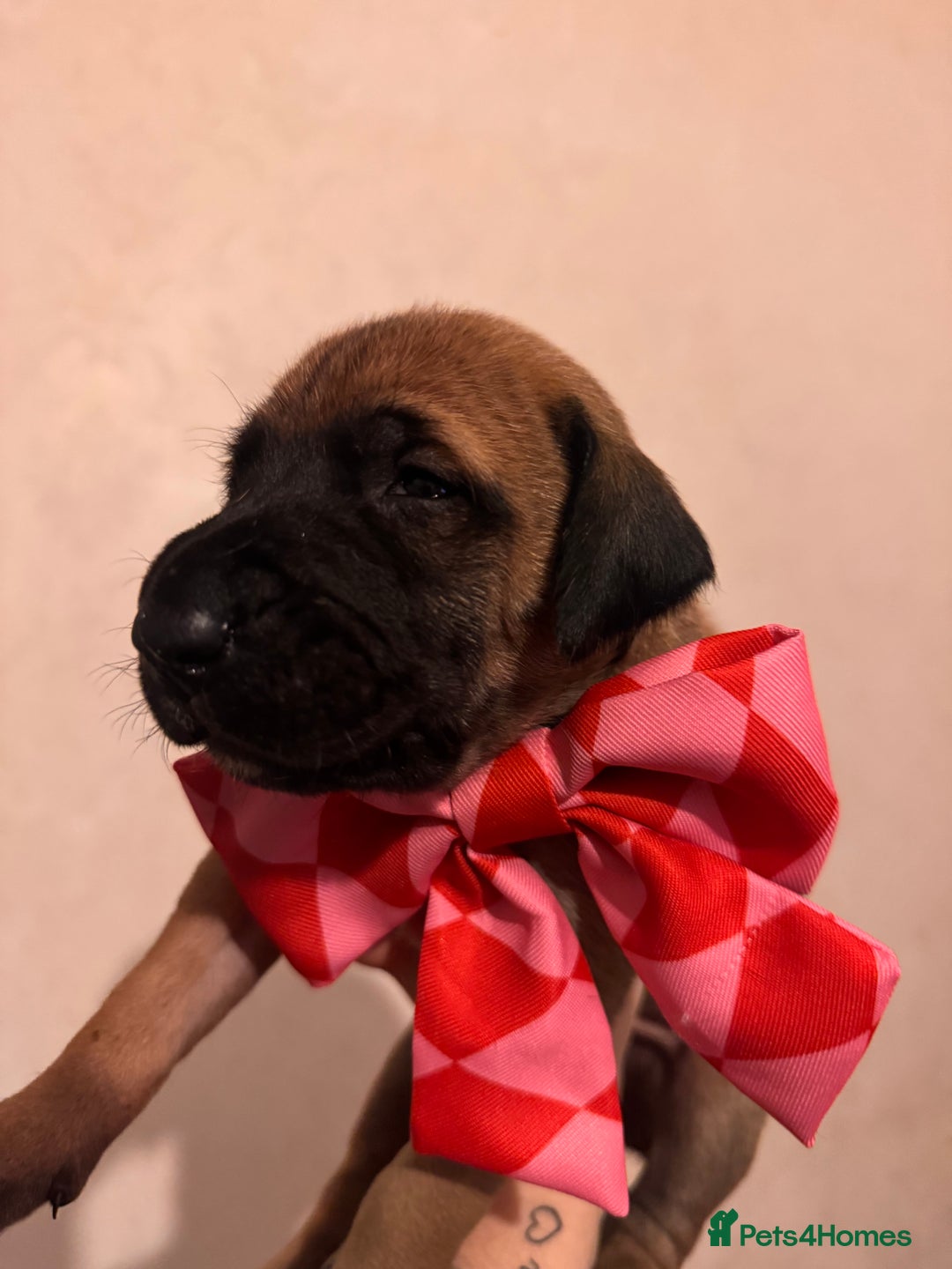 Mixed Breed dogs for sale: Belgian Malinois crosses, 1 female left - Advert 7
