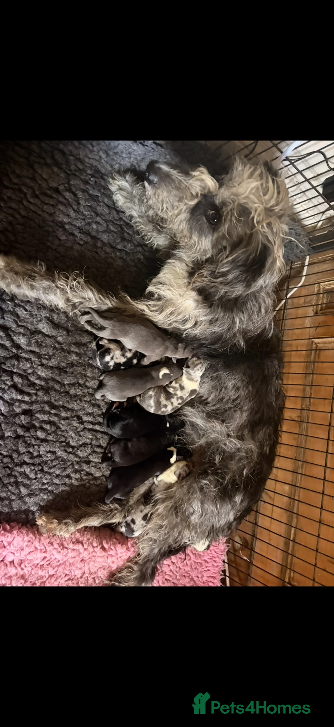 Mixed Breed dogs for sale: The most beautiful Beddie x whippet x collie  - Advert 18