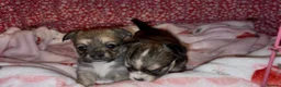 Chorkie dogs for sale: Beautiful Chorkie Girl Puppies - Advert 3