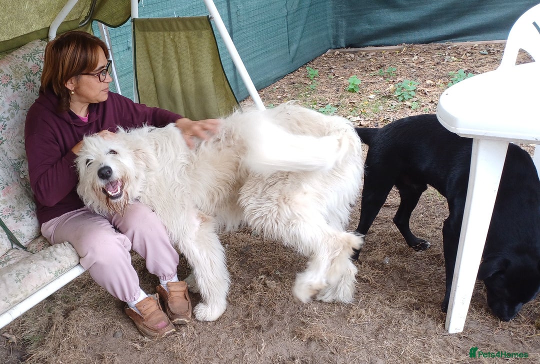 Mixed Breed dogs for adoption: 🖤MEET JOJO🖤 a Superb big Girl for a Loving Home - Advert 7