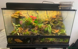Frog reptiles for sale: Pair of Whites Tree Frogs with Enclosure and Stand - Image 7