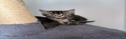 American Shorthair cats for sale: 🌟Kittens Ready for 4ever Home🌟 - Advert 17