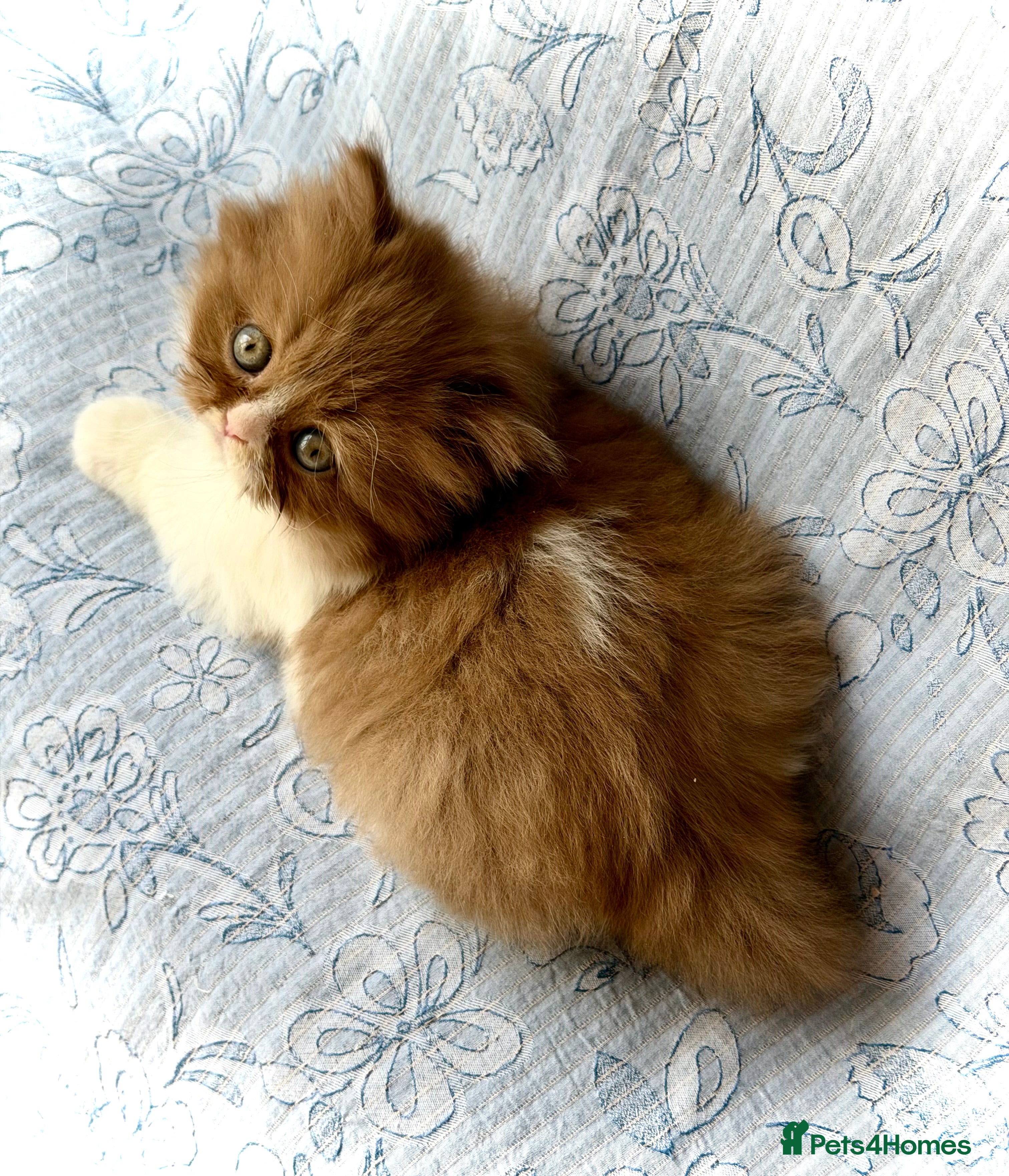 British Longhair cats for sale: Beautiful Cinnamon girls TICA registered  - Advert 7