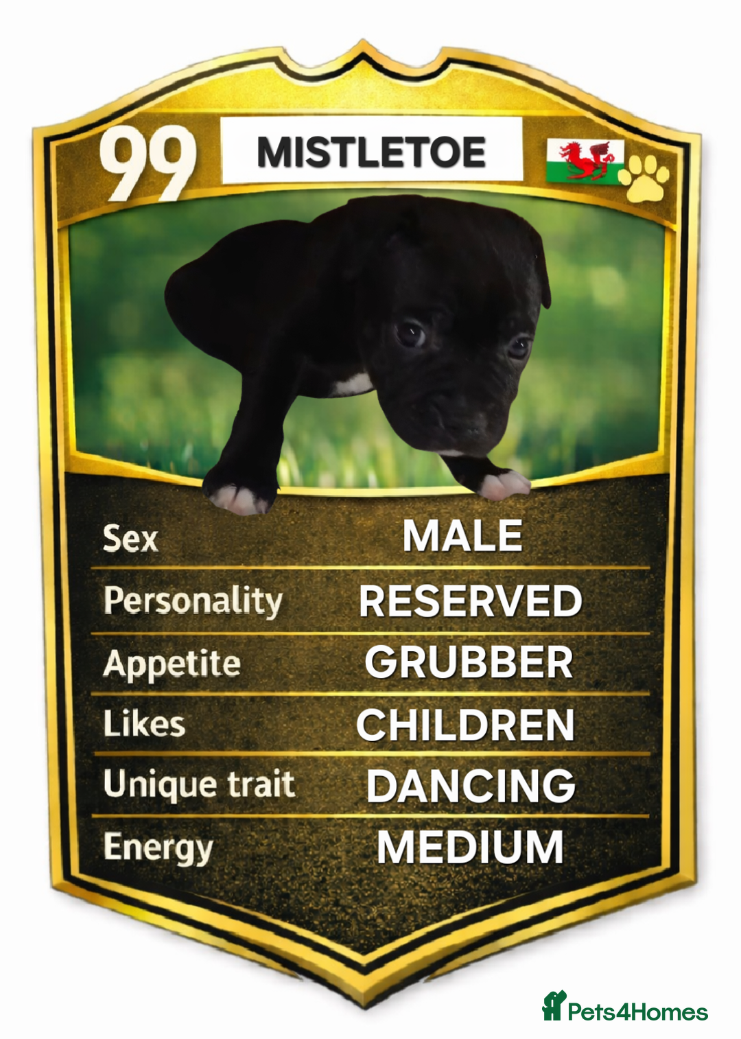 Staffordshire Bull Terrier dogs for sale: Exceptional Staffy Bull Terriers– Valglo Bloodline - Advert 9