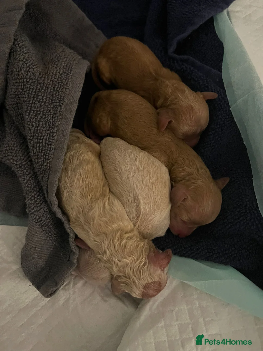 Toy Poodle dogs for stud: ‘Teddy’ KC Registered/Health tested Toy Stud in Wigan - Advert 35