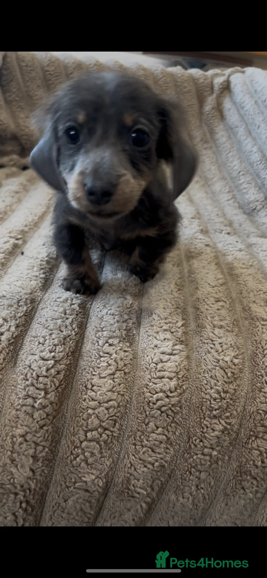 Miniature Dachshund dogs for sale: 2 beautiful pups  - Advert 2