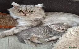 Mixed Breed cats for sale: Beautiful Persian/Exotic kittens ready now! 💫 - Image 12