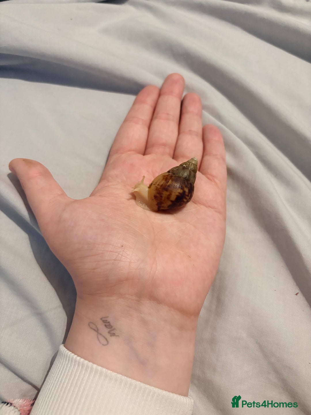 Snails invertebrates for sale: Giant African Land Snails - Advert 2