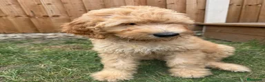 Mixed Breed Puppy 2